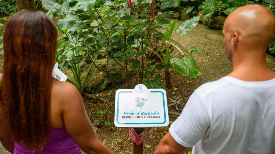 Barbados: Harrison's Cave Adventure Park Pass - Taking on the 14-element Gully Challenge Course