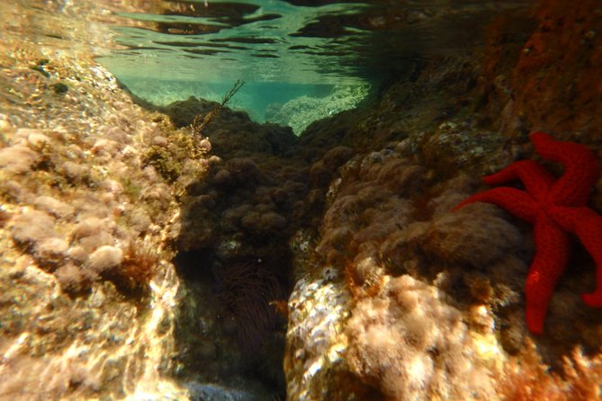 Barcelona Costa Brava Kayak, Snorkel & Cliff Jump Day Tour - Guides make the difference