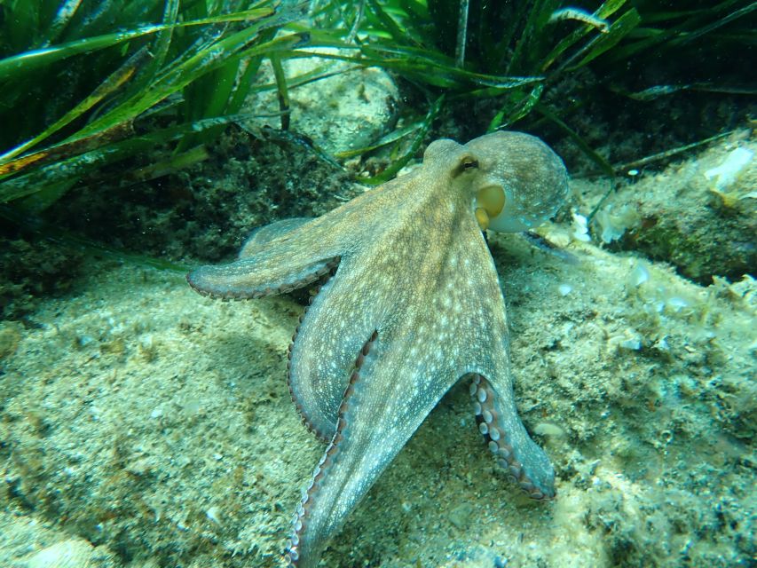 Barcelona: Costa Brava Kayak, Snorkel & Cliff Jump & Lunch - Cliff jumps that add excitement without turning extreme