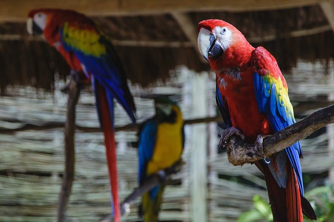 Cancun Extreme Zipline Canopy Tour - Who will enjoy this Cancun excursion