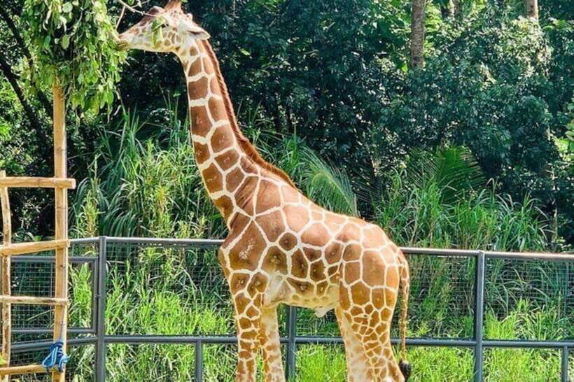 Cebu:Cebu Safari Adventure Park Day Trip - Key things to know before you go