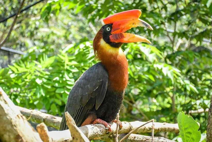 Cebu:Cebu Safari Adventure Park Day Trip - A simple plan for using your time