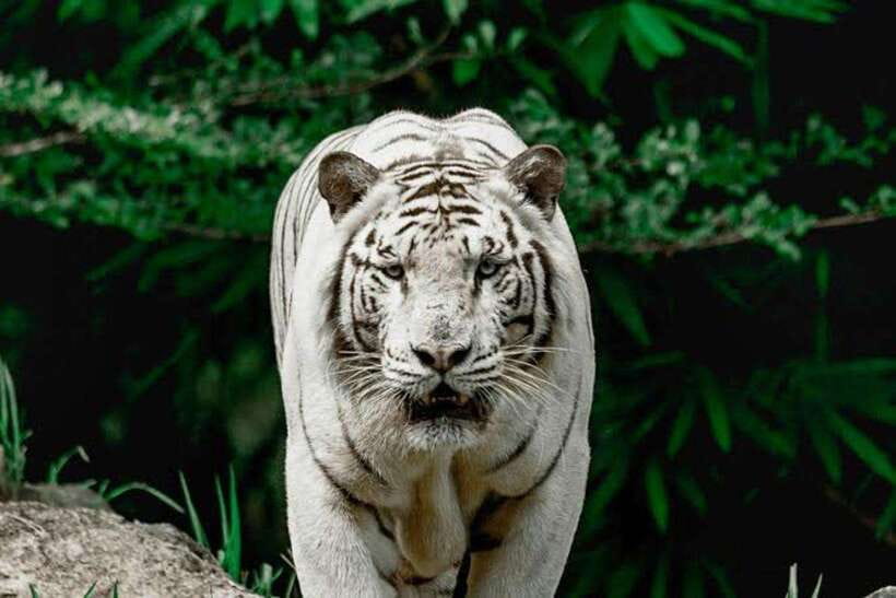 Cebu:Cebu Safari Adventure Park Day Trip - A long day made easy from Cebu