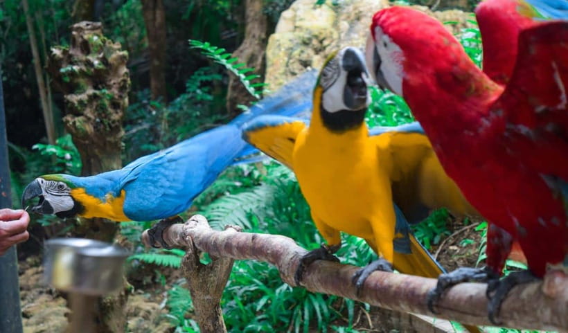 Cebu:Cebu Safari Adventure Park Day Trip - The African Savannah schedule needs planning