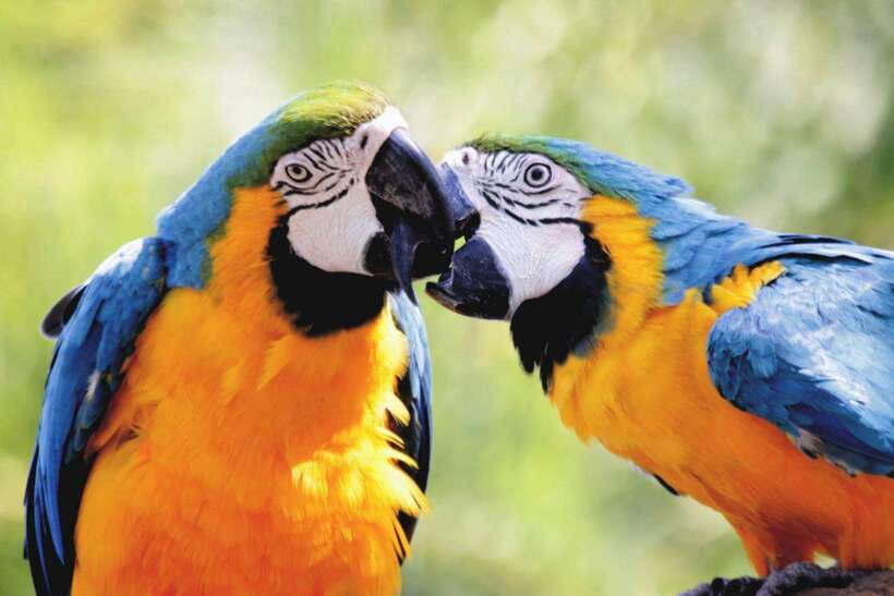 Cebu:Cebu Safari Adventure Park Day Trip - Food, drinks, and time between activities