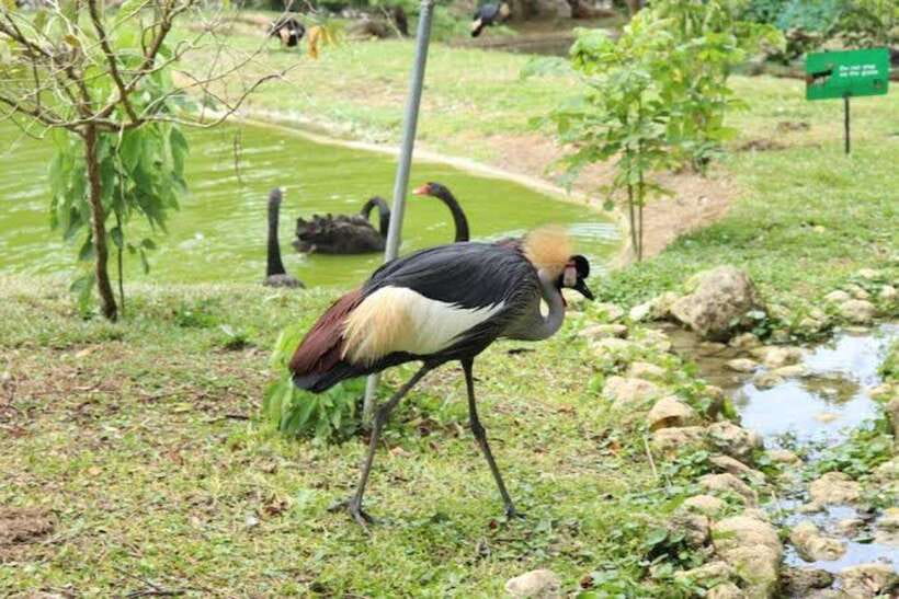 Cebu:Cebu Safari Adventure Park Day Trip - Who will enjoy this day most?