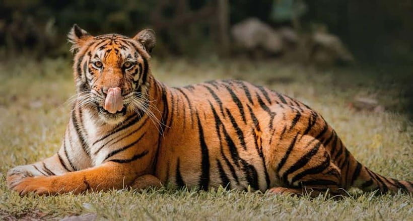 Cebu:Cebu Safari Adventure Park Day Trip - What the six-hour park visit includes