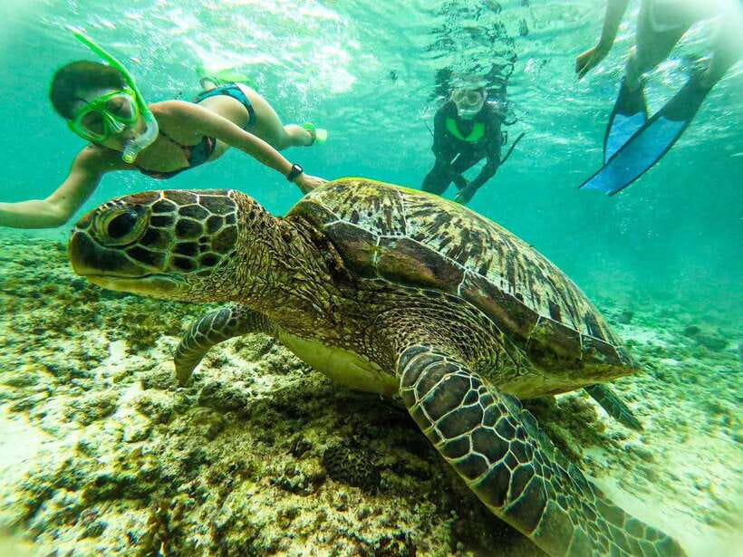 Cebu: Kawasan Canyoning, Moalboal Snorkeling, & Turtles Tour - What the $142 price really covers
