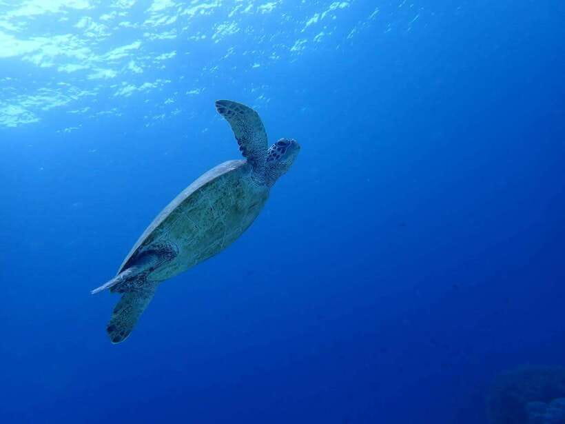 Cebu: Kawasan Canyoning, Moalboal Snorkeling, & Turtles Tour - The early Cebu pickup and the long ride south