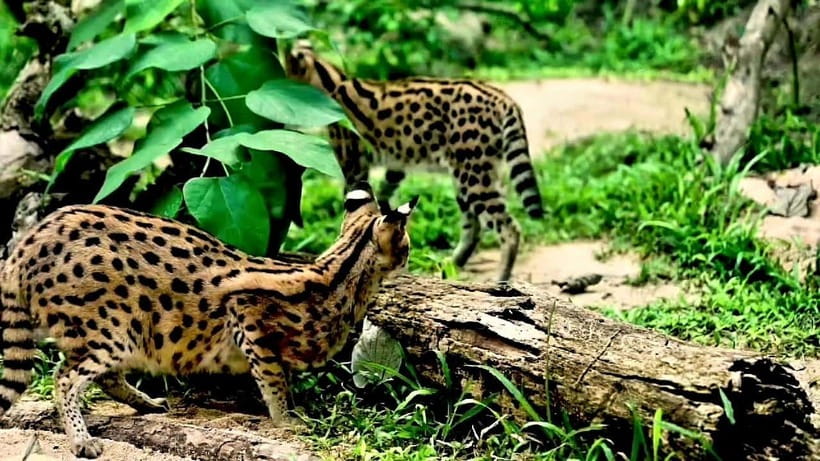 Cebu Safari & Adventure Park: Wildlife Tour with Transfers - Key points before you book