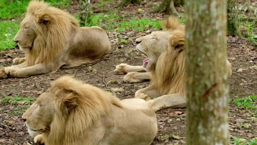 Cebu Safari & Adventure Park: Wildlife Tour with Transfers - Should you book Cebu Safari and Adventure Park?