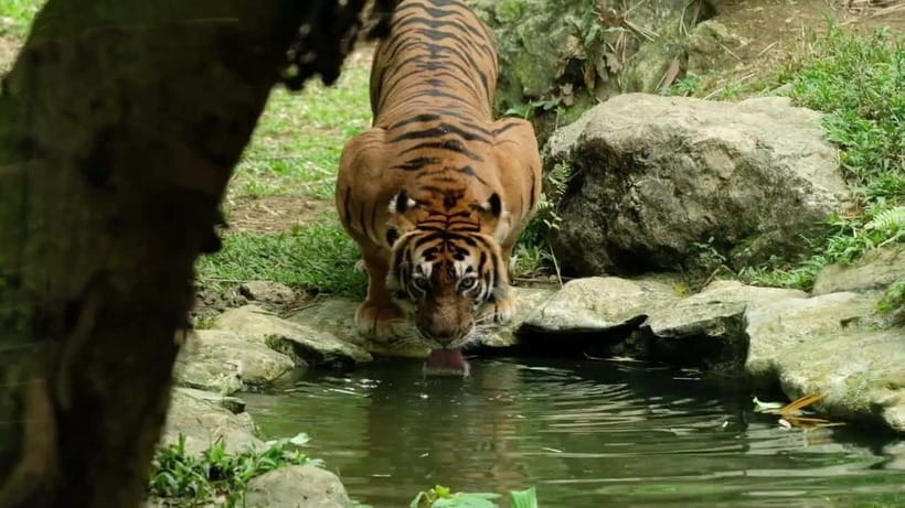 Cebu Safari & Adventure Park: Wildlife Tour with Transfers - The two-hour road to Carmen