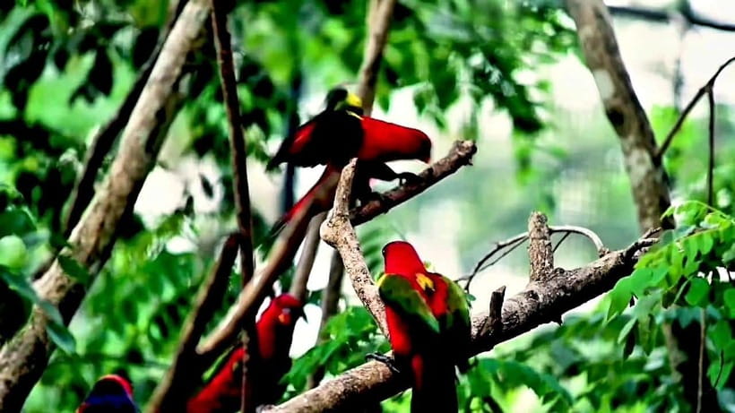 Cebu Safari & Adventure Park: Wildlife Tour with Transfers - Giraffes, zebras, lions, and monkeys