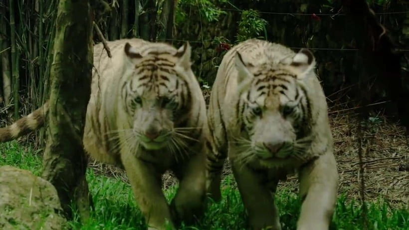 Cebu Safari & Adventure Park: Wildlife Tour with Transfers - Six hours inside the park