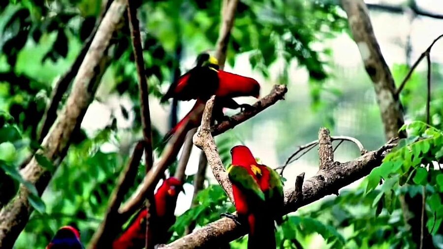 Cebu Safari & Adventure Park: Wildlife Tour with Transfers - Live shows and conservation lessons