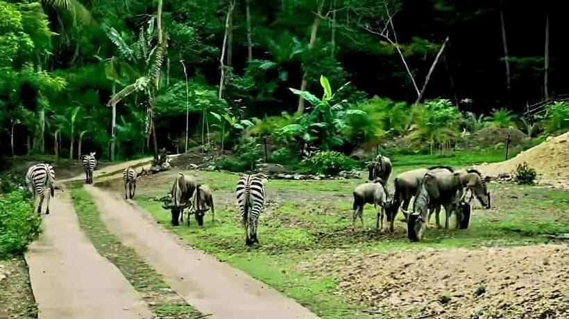 Cebu Safari & Adventure Park: Wildlife Tour with Transfers - Botanical gardens and nature trails