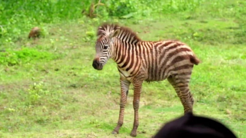 Cebu Safari & Adventure Park: Wildlife Tour with Transfers - Who will enjoy this day most?