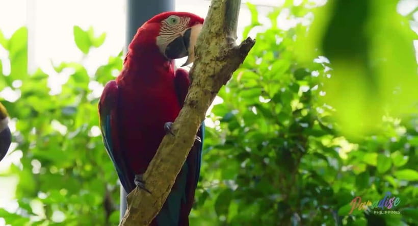 Cebu Safari & Adventure Park: Wildlife Tour with Transfers - Entering the Philippines’ largest safari park