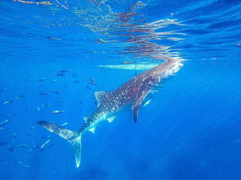 Cebu: Whale Shark Snorkeling & Kawasan Canyoning Tour - The road from Oslob to Kawasan Falls