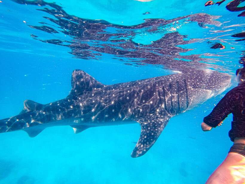 Cebu: Whale Shark Snorkeling & Kawasan Canyoning Tour - Who should book this Cebu day tour?