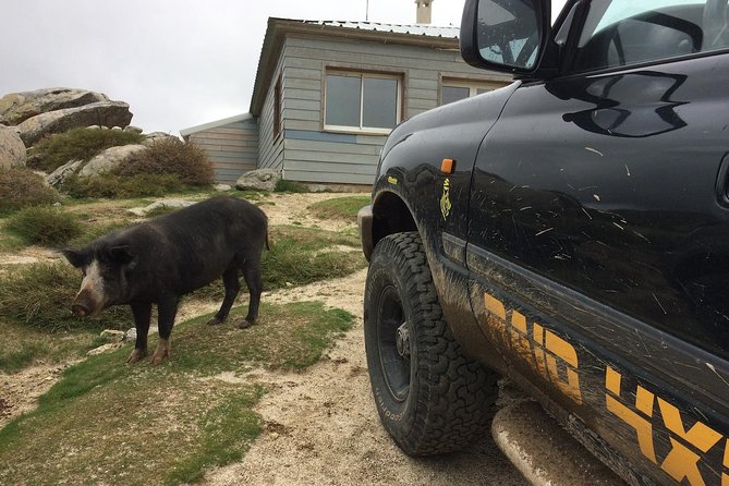 Corsica Extreme Sud Day 4X4 Excursions from Porto-Vecchio - What the $186.06 price buys you