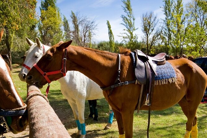 Extreme Horses Adventure with ATV, Ziplines & Cenote - Tequila tasting, tacos, and the finish