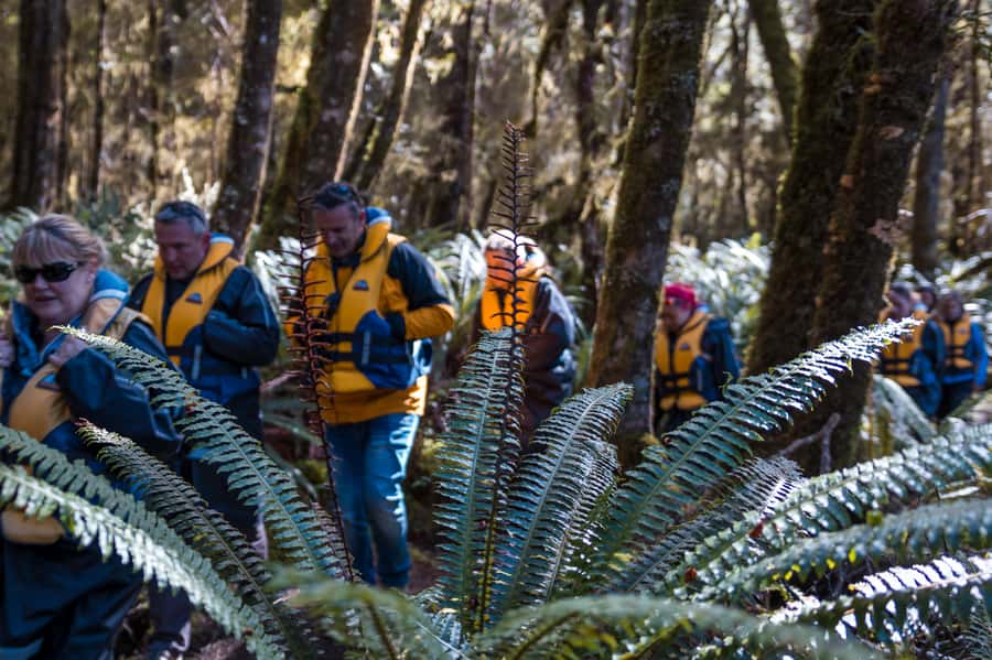 Fiordland: Jet Boat & Nature Walk Experience from Te Anau - Guides who make the difference