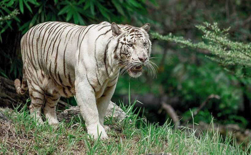 From Cebu City: Cebu Safari and Adventure Park Day Tour - The ride from Cebu City to Carmen