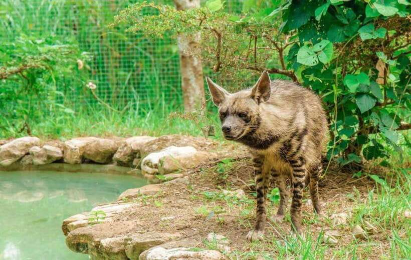 From Cebu City: Cebu Safari and Adventure Park Day Tour - White lions and Bengal tigers