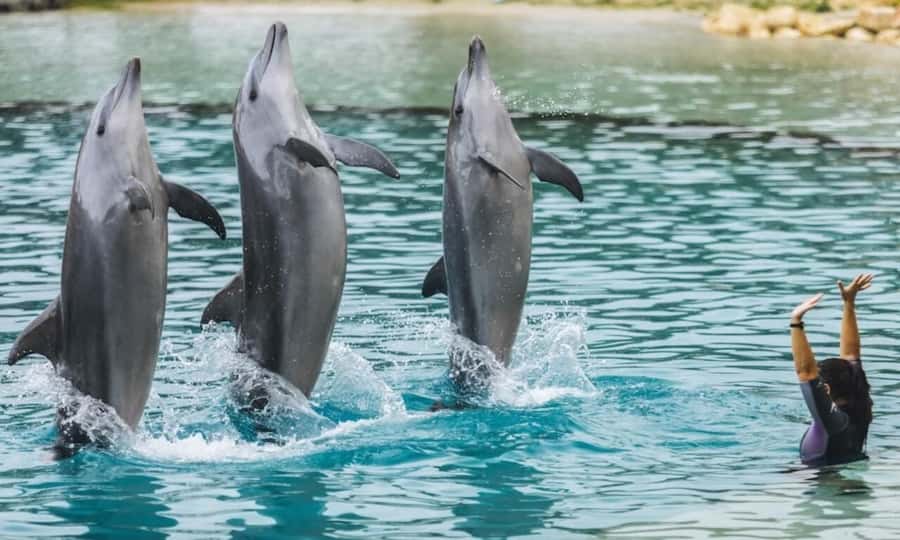 Gold Coast: Jet Boat Ride & Sea World Entry Ticket - Starting at the Sea World Cruise Terminal in Main Beach