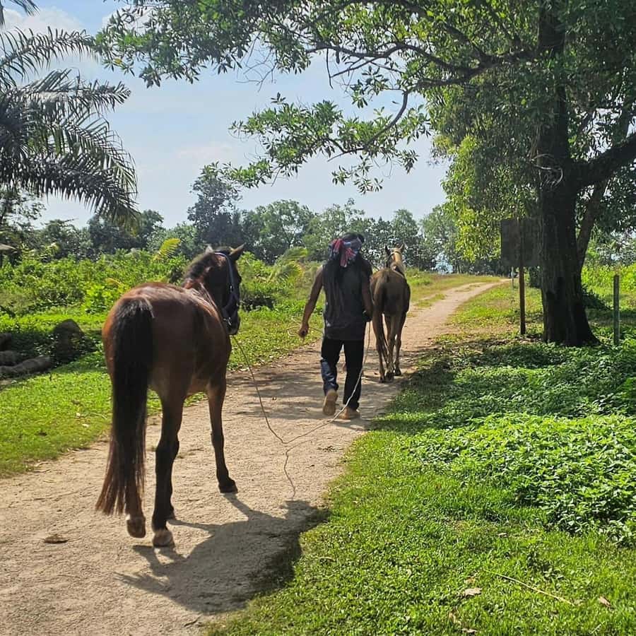 Krabi Horse Riding on the Beach and atv Extreme - Meeting the horses near the beach