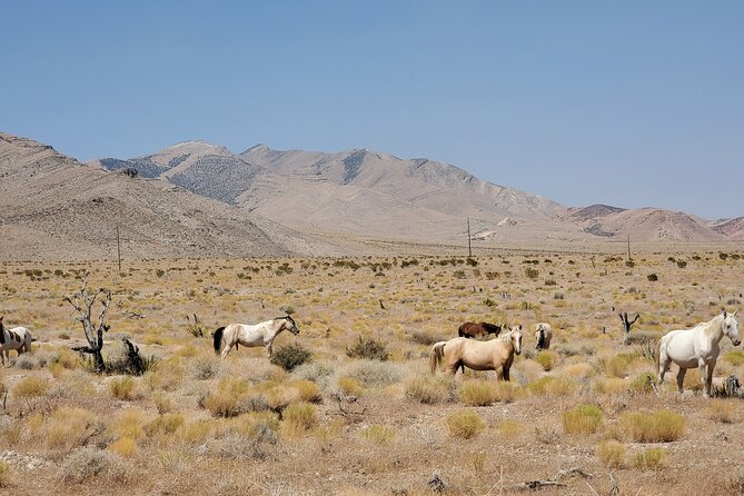 Off Road UTV Adrenaline Experience in Las Vegas - Who should book this ride?