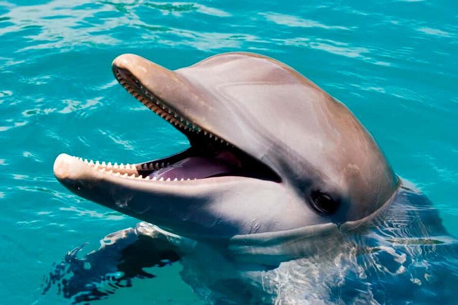 Puerto Plata: Ocean World Adventure Park Day Pass - What Your $79 Covers at Ocean World