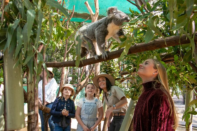 Tamborine Mountain TreeTop Challenge Adventure Park - How long you need and why three hours feels reasonable