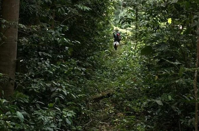 Treetop Adventure Park Canopy Tour - Who will enjoy this most